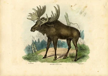Eland, 1863-79